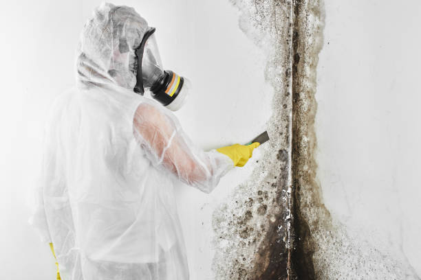 Best Mold Removal Company Near Me  in Tuscumbia, AL