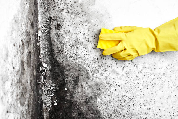 Best Office Mold Removal Services  in Tuscumbia, AL