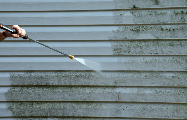 Professional Mold Removal in Tuscumbia, AL