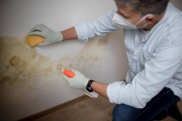Best Mold Removal and Inspection  in Tuscumbia, AL