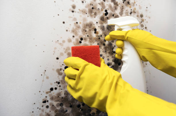 Best Toxic Mold Removal  in Tuscumbia, AL