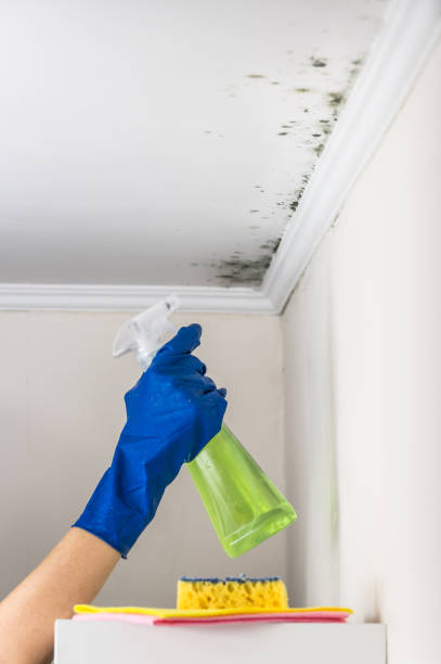 Best Affordable Mold Removal  in Tuscumbia, AL