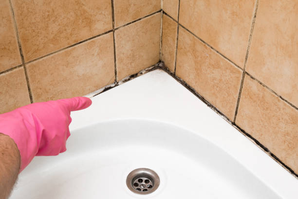 Best Crawl Space Mold Removal  in Tuscumbia, AL
